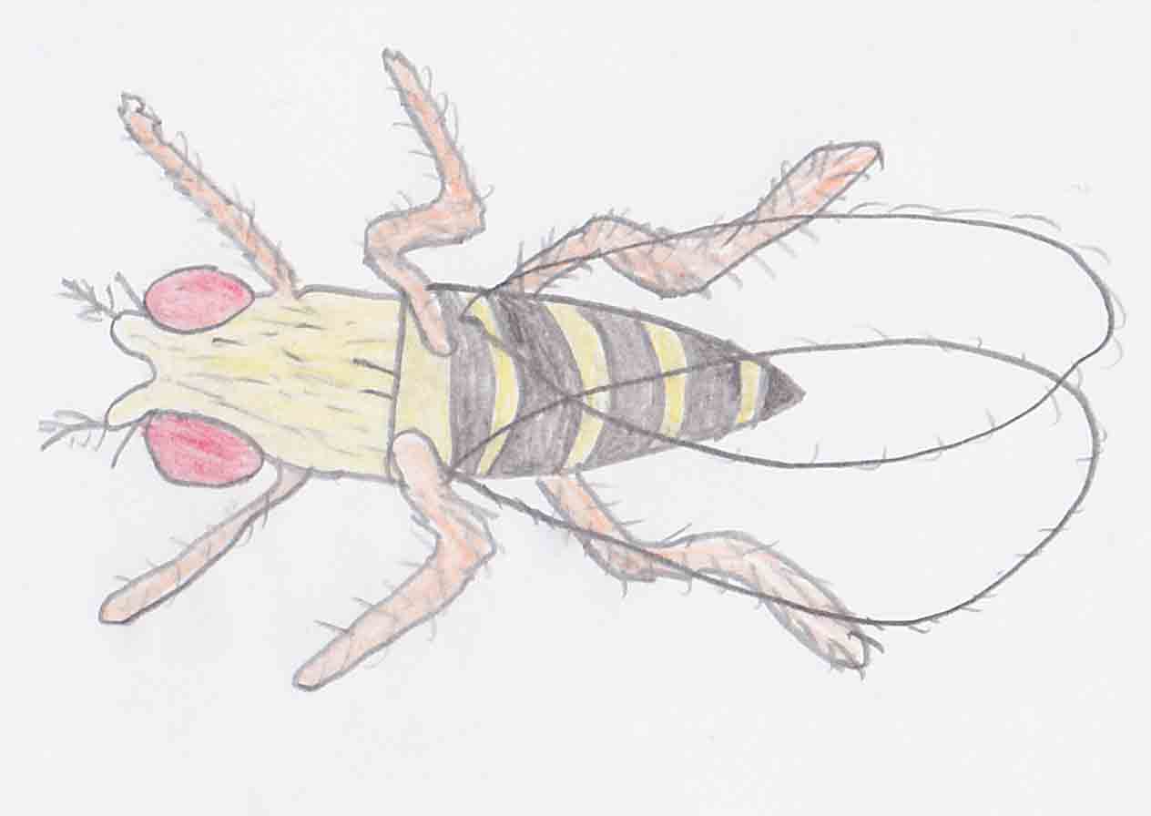 Image of Drosophila